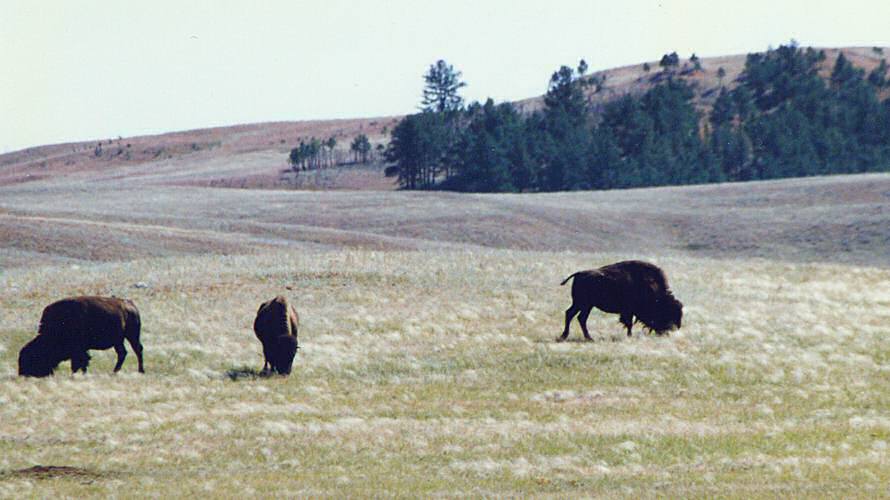 Custer national park