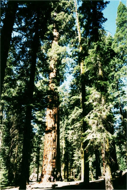 Sequoia national park