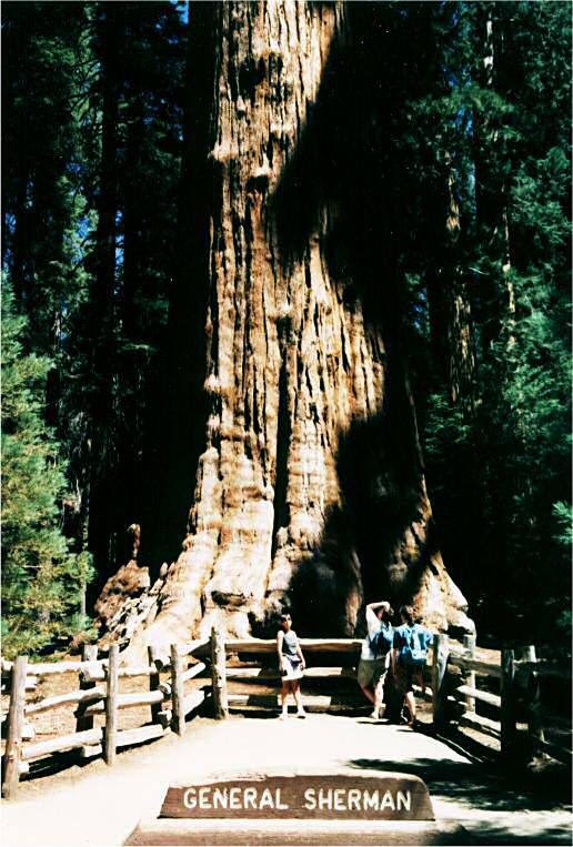 Sequoia national park