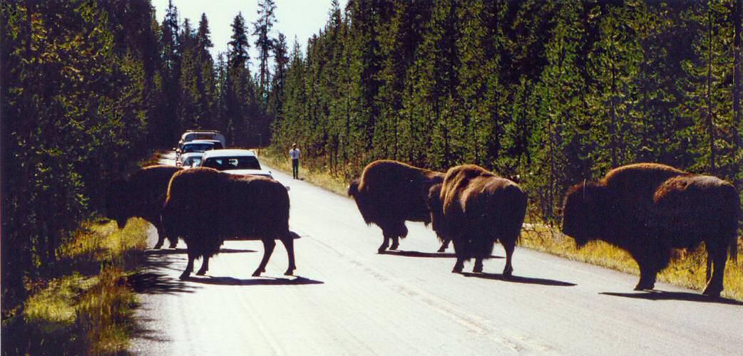 Yellowstone